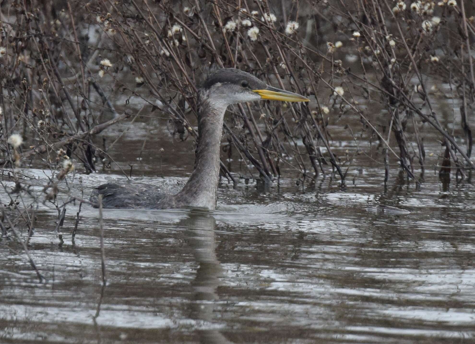 Image of Red-necked Grebe