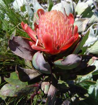 Plancia ëd Protea asymmetrica Beard