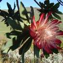 Image of Manica protea