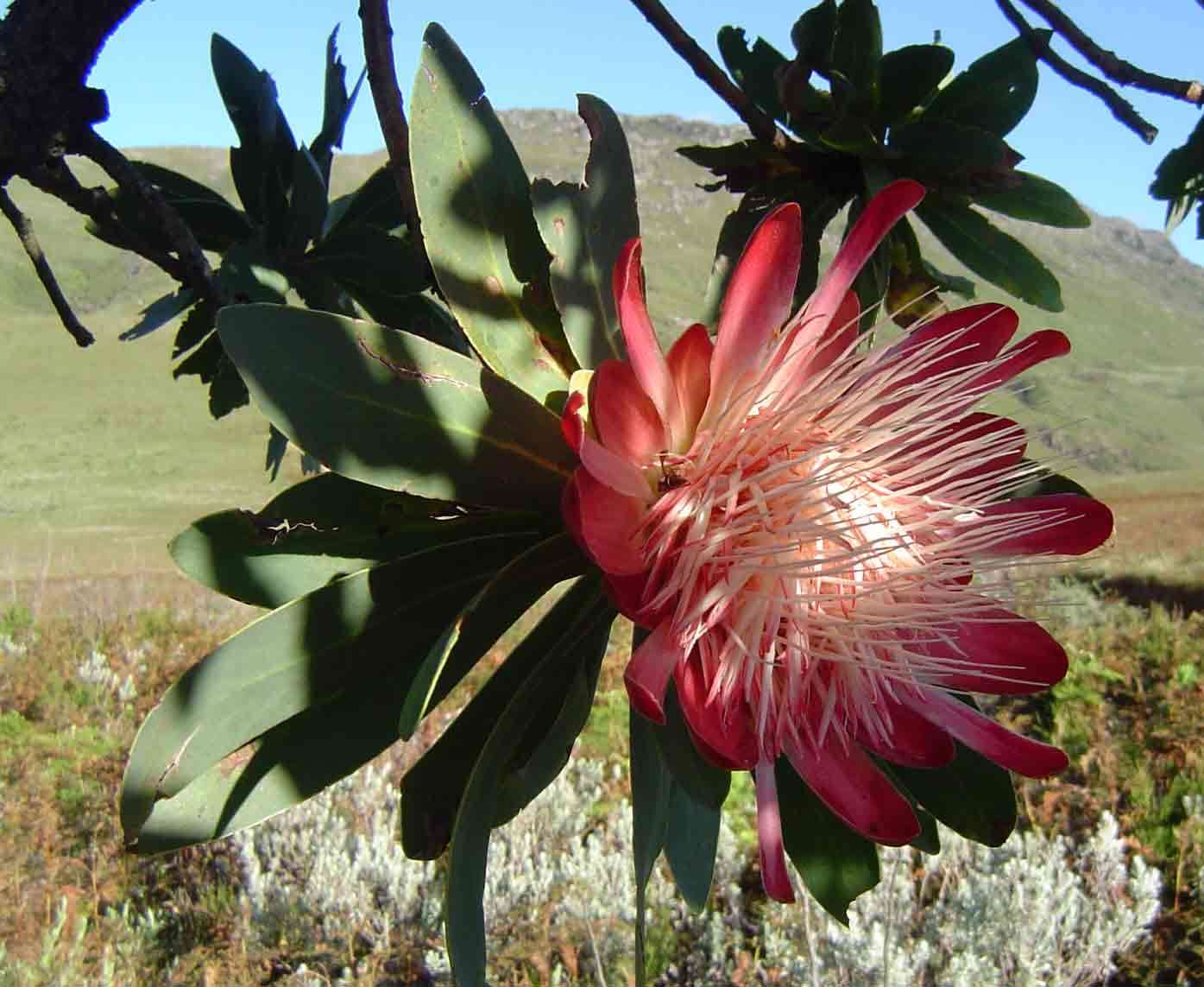 Protea caffra (rights holder: Mark Hyde, Bart Wursten and Petra Ballings)
