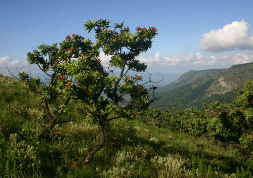 Plancia ëd Protea caffra Meissn.