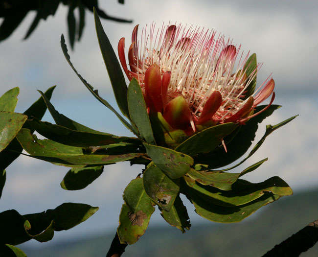 Plancia ëd Protea caffra Meissn.