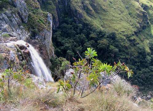 Image of Protea caffra Meissn.