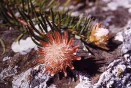 Image of Protea enervis Wild