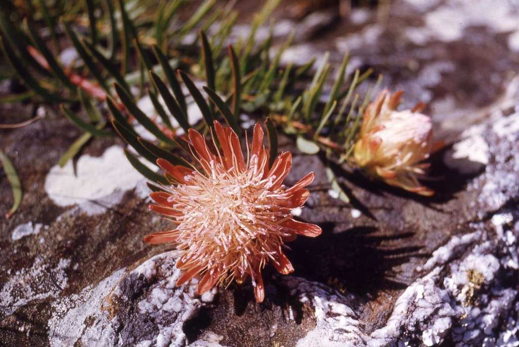 Image of Protea enervis Wild