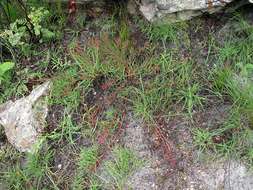 Image of Protea enervis Wild