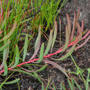 Image of Protea enervis Wild