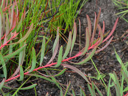 Image of Protea enervis Wild