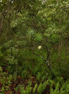 Image of African savanna sugarbush