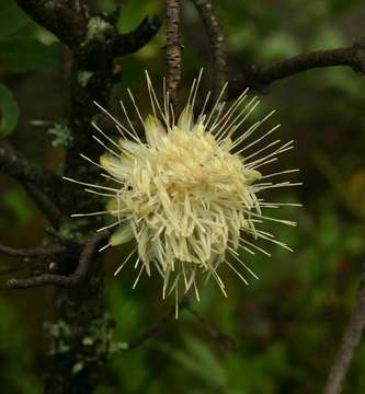 Image de Protea gaguedi J. F. Gmel.