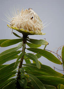 Image of African savanna sugarbush