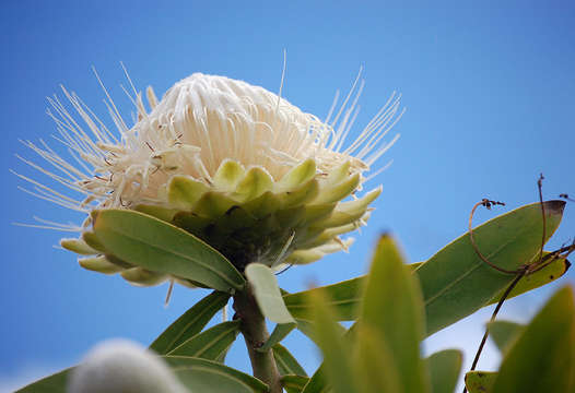 Image of African savanna sugarbush