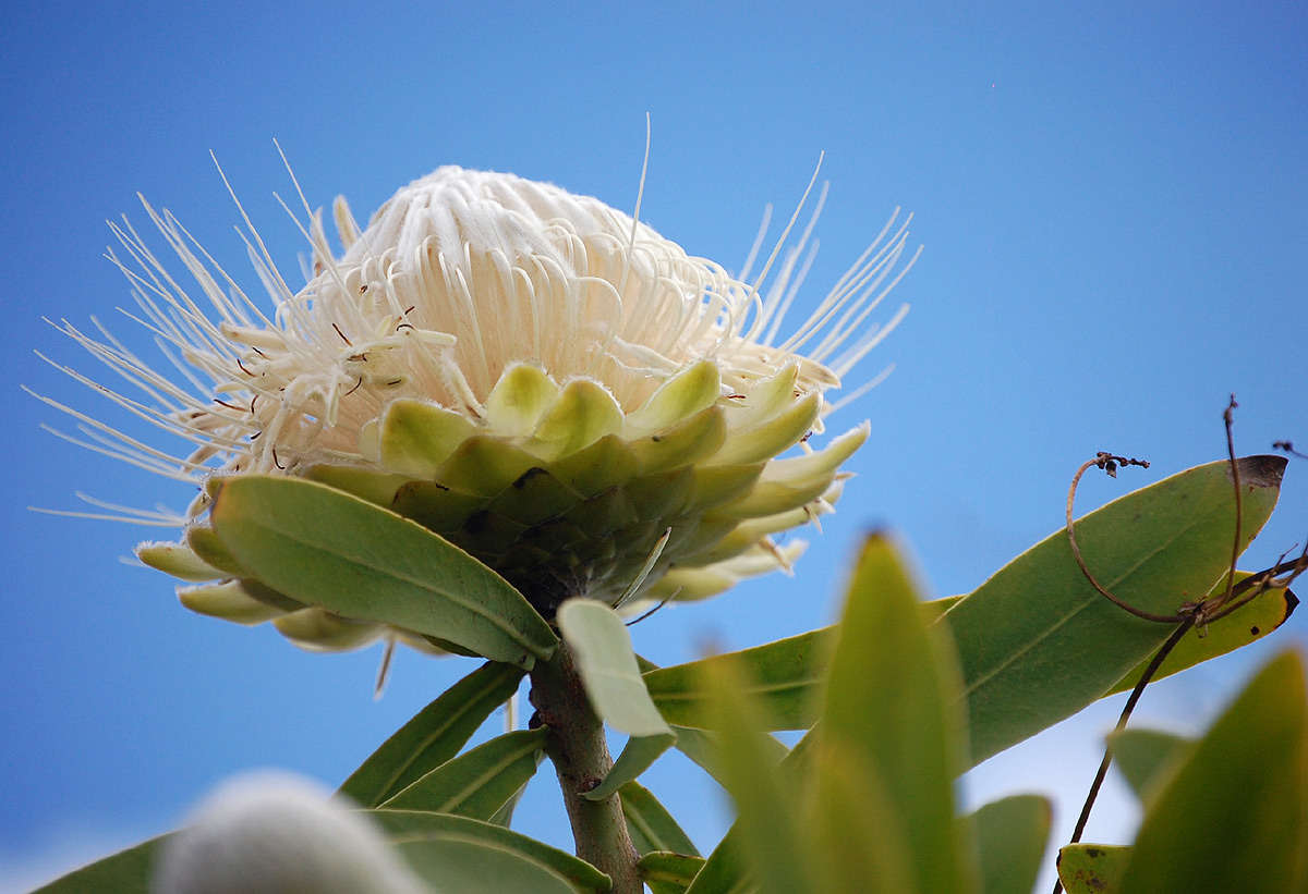 Image de Protea gaguedi J. F. Gmel.