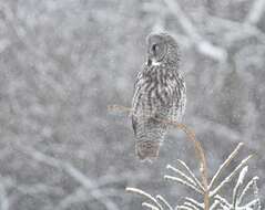 Image of Great Gray Owl