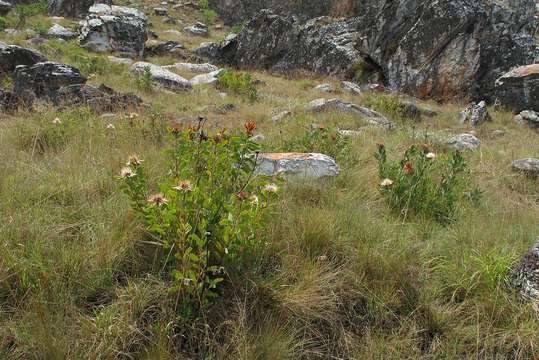 Plancia ëd Protea wentzeliana Engl.