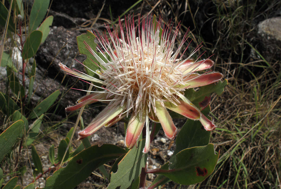 Imagem de Protea wentzeliana Engl.