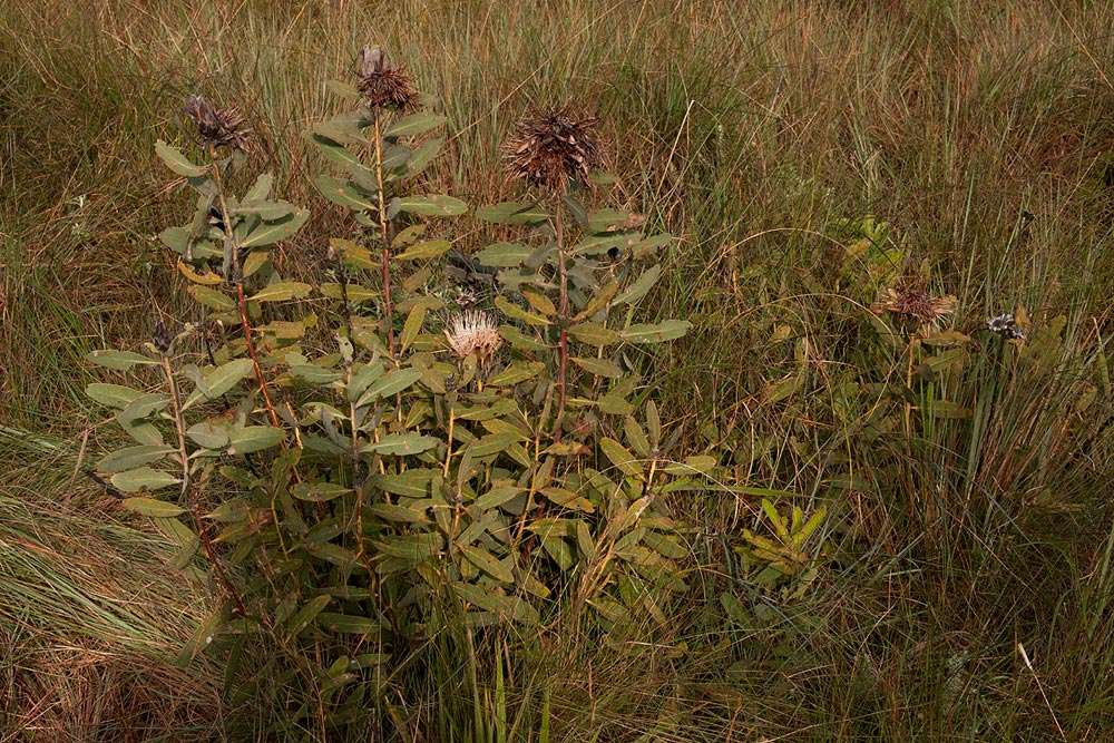 Imagem de Protea wentzeliana Engl.