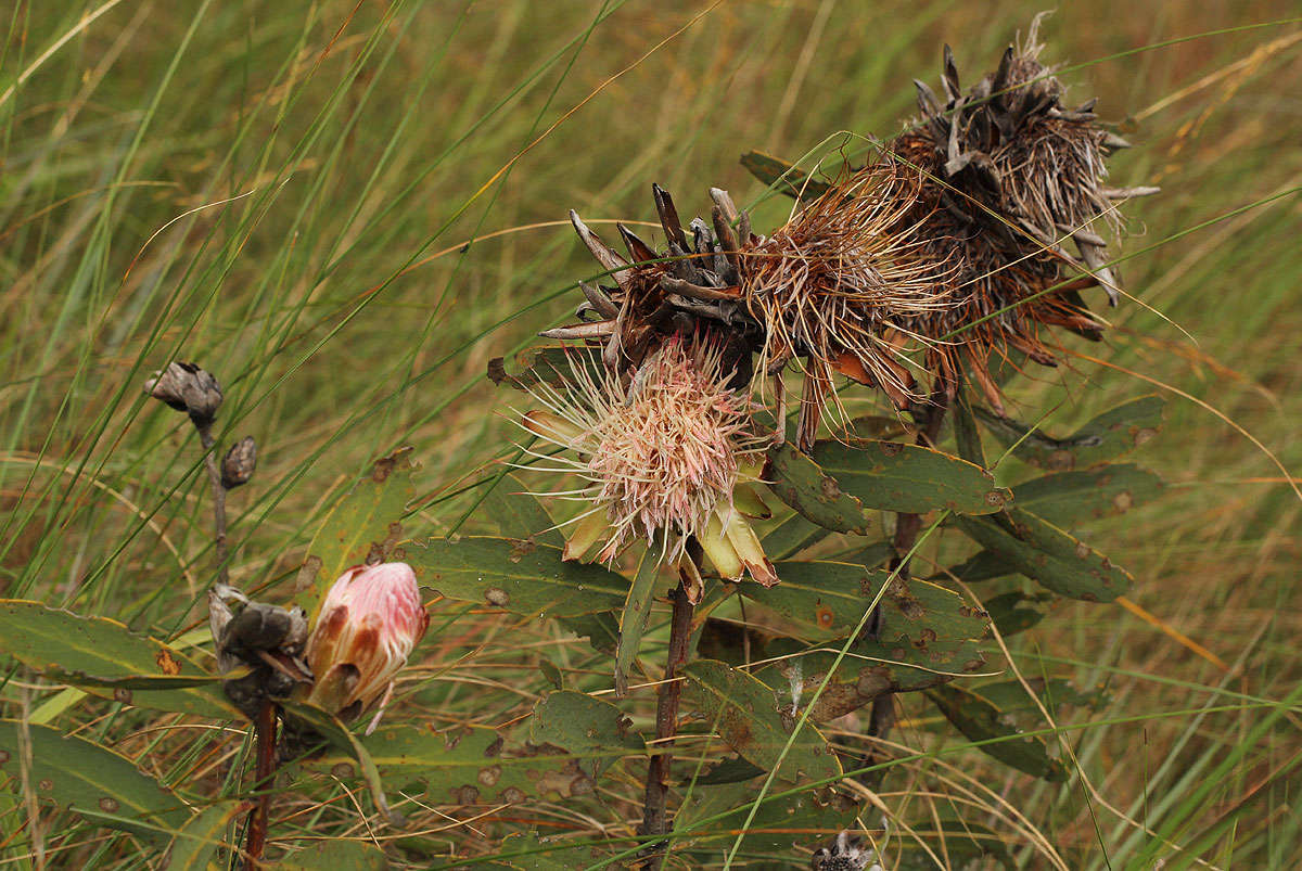 Imagem de Protea wentzeliana Engl.