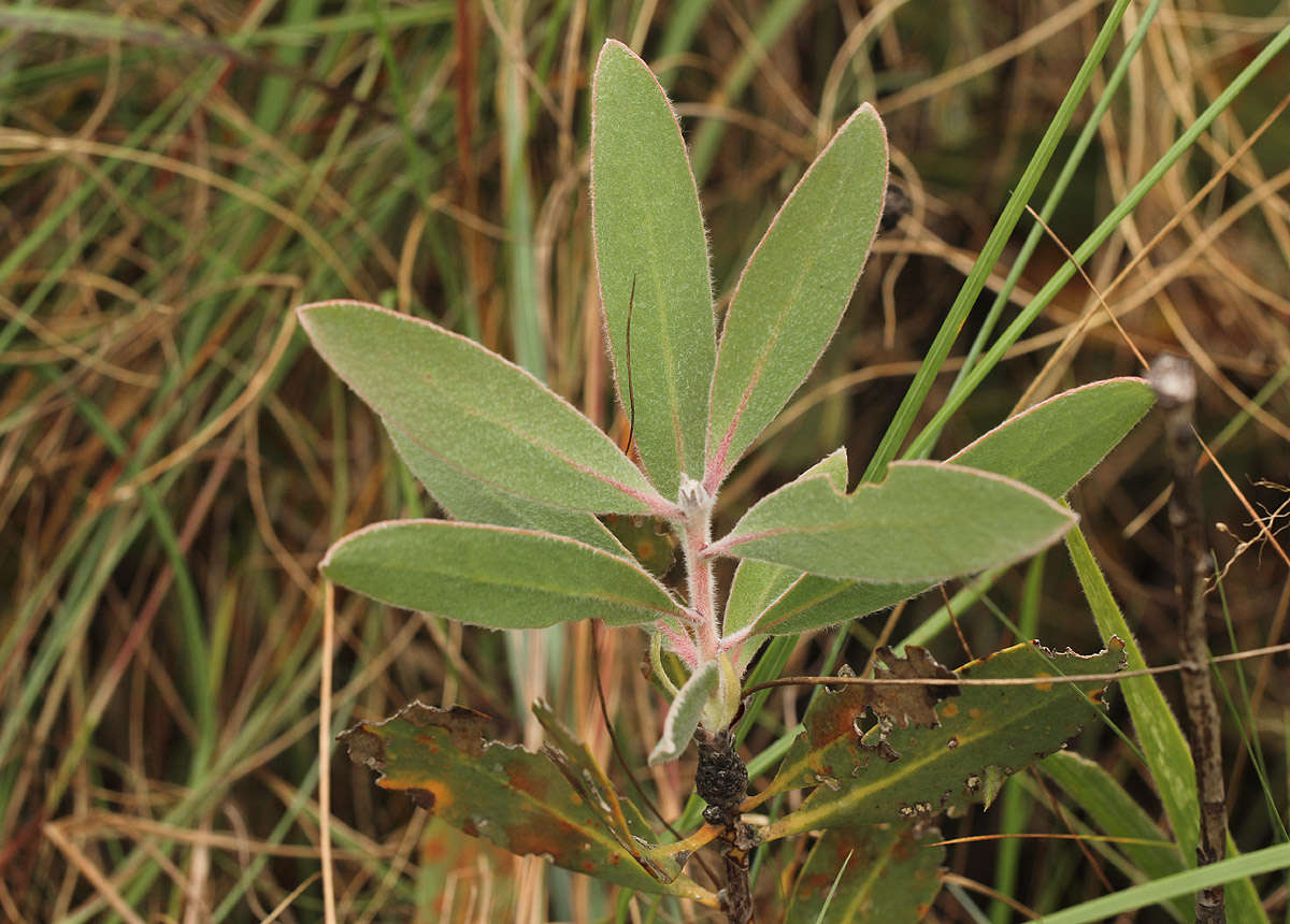 Imagem de Protea wentzeliana Engl.