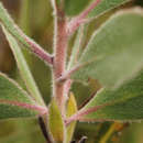 Image of Protea wentzeliana Engl.