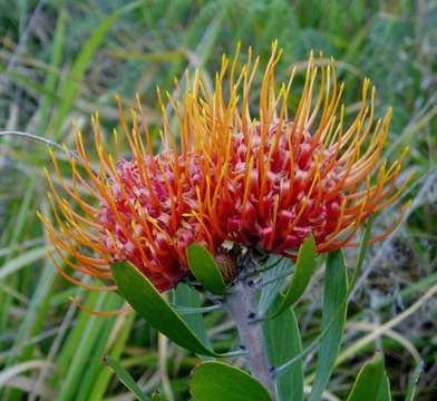 Imagem de Leucospermum saxosum S Moore