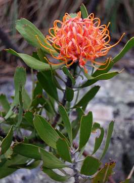 Leucospermum saxosum S Moore的圖片