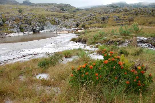 Image of Chimanimani pincushion