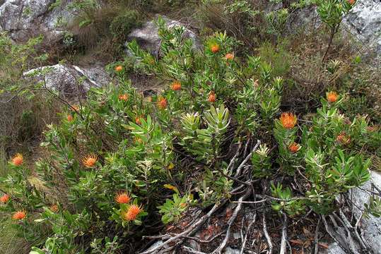 Imagem de Leucospermum saxosum S Moore