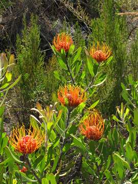 Image of Chimanimani pincushion