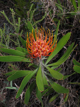 Imagem de Leucospermum saxosum S Moore