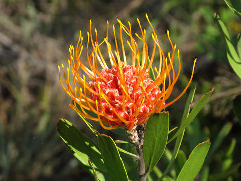 Imagem de Leucospermum saxosum S Moore