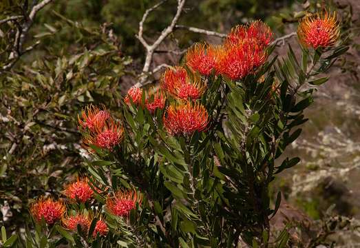 Image of Chimanimani pincushion