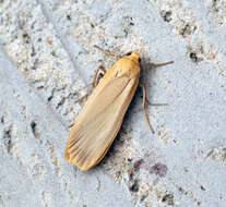 Image of buff footman