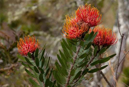 Imagem de Leucospermum saxosum S Moore