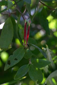 Image of Tapinanthus