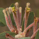 Image of Tapinanthus quequensis (Weim.) R. M. Polhill & D. Wiens