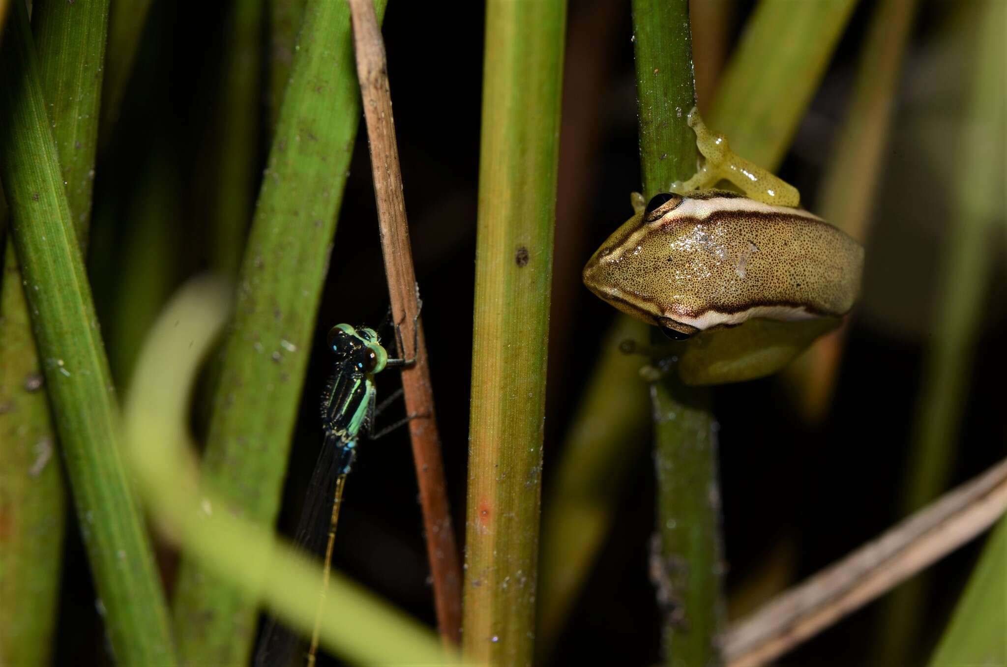 Image of Parker's Reed Frog