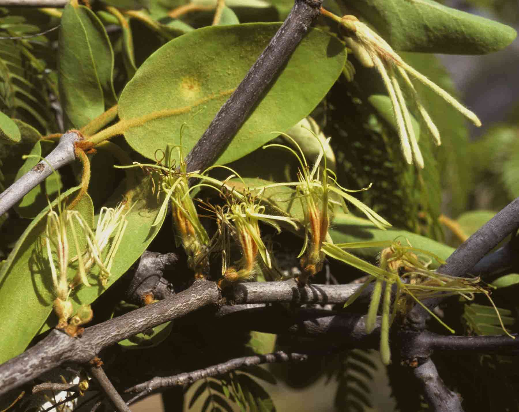 Image of Erianthemum