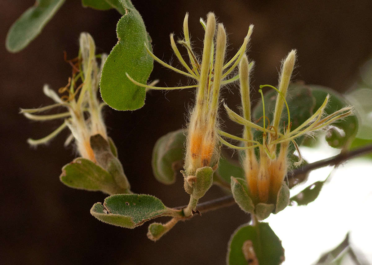 Image of Erianthemum