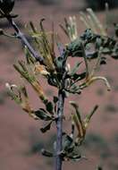 Image of Erianthemum ngamicum (Sprague) Danser