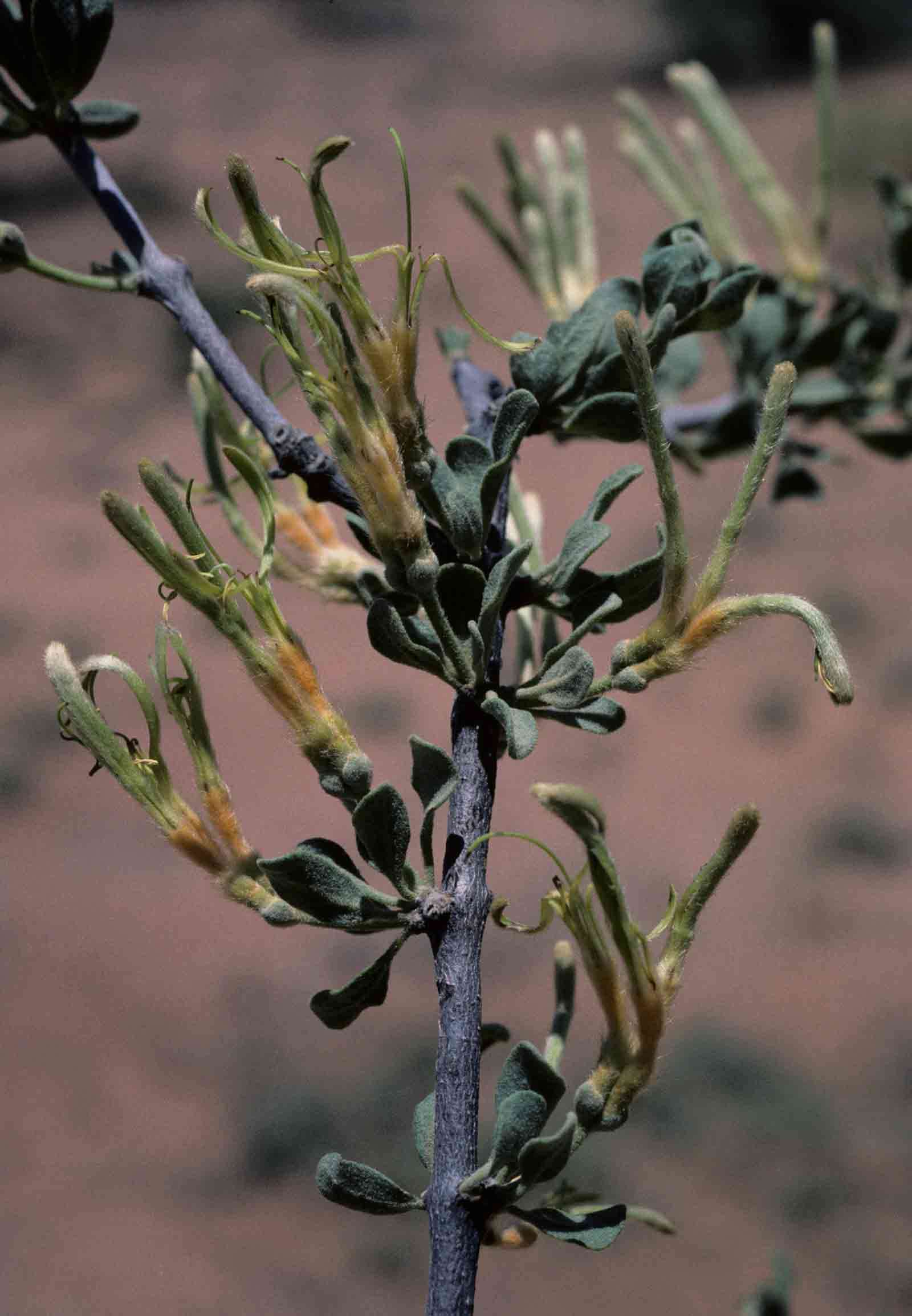 Image of Erianthemum ngamicum (Sprague) Danser