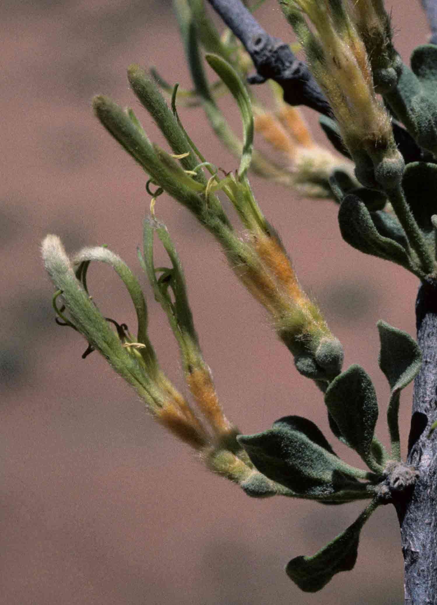 Image of Erianthemum ngamicum (Sprague) Danser
