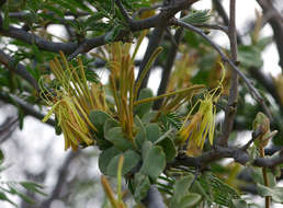 Imagem de Erianthemum ngamicum (Sprague) Danser