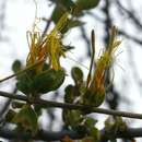 Слика од Erianthemum ngamicum (Sprague) Danser