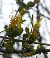 Imagem de Erianthemum ngamicum (Sprague) Danser