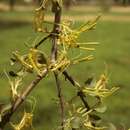 Imagem de Erianthemum virescens (N. E. Br.) D. Wiens & R. M. Polhill