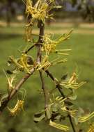 Image of Erianthemum virescens (N. E. Br.) D. Wiens & R. M. Polhill