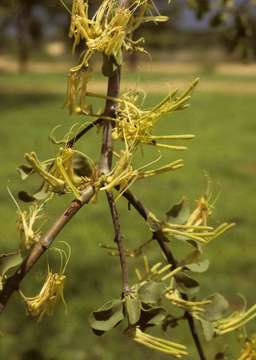 Imagem de Erianthemum virescens (N. E. Br.) D. Wiens & R. M. Polhill