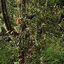 Image of Helixanthera woodii (Engl. & K. Krause) Danser