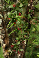 Слика од Helixanthera